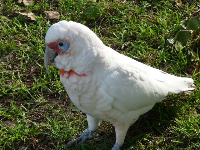 Corella at Parramatta